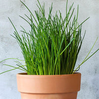 Garlic Chives - Ladybird Nursery
