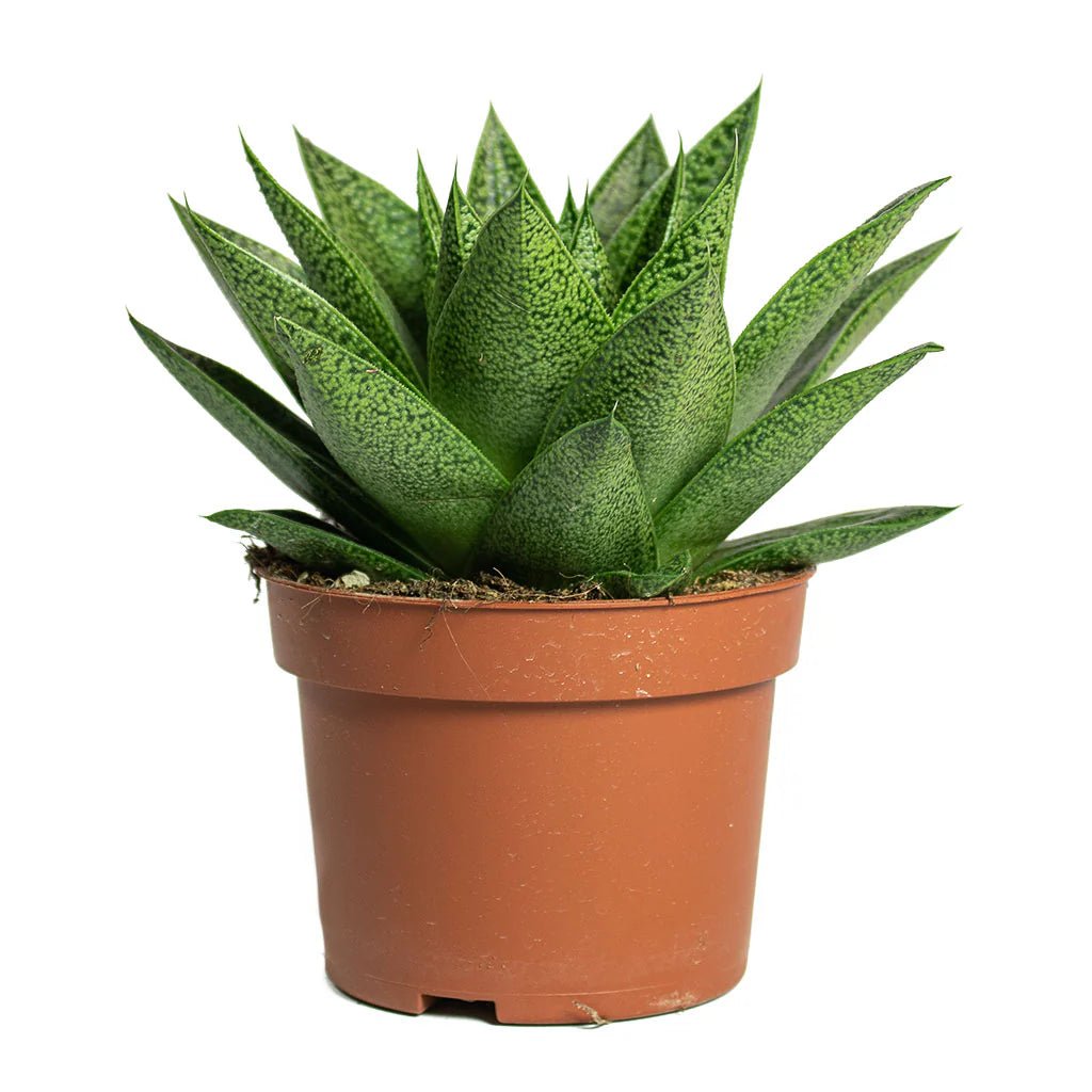 Cow Tongue Cosmo Cactus (Gasteraloe) - Ladybird Nursery