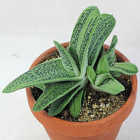 Haworthia Warty (Haworthia little)