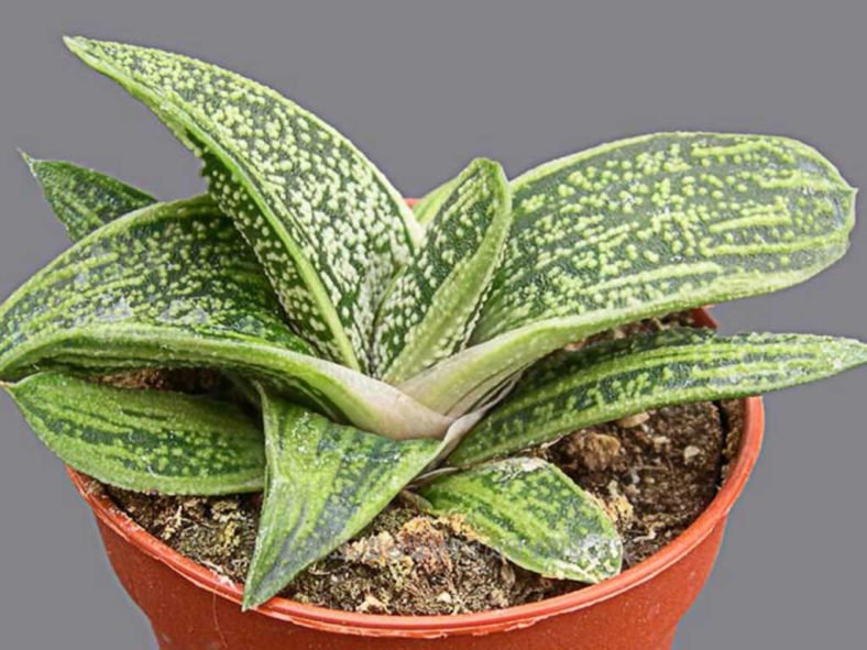 Haworthia Warty (Haworthia little) - Ladybird Nursery