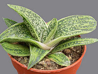 Haworthia Warty (Haworthia little)