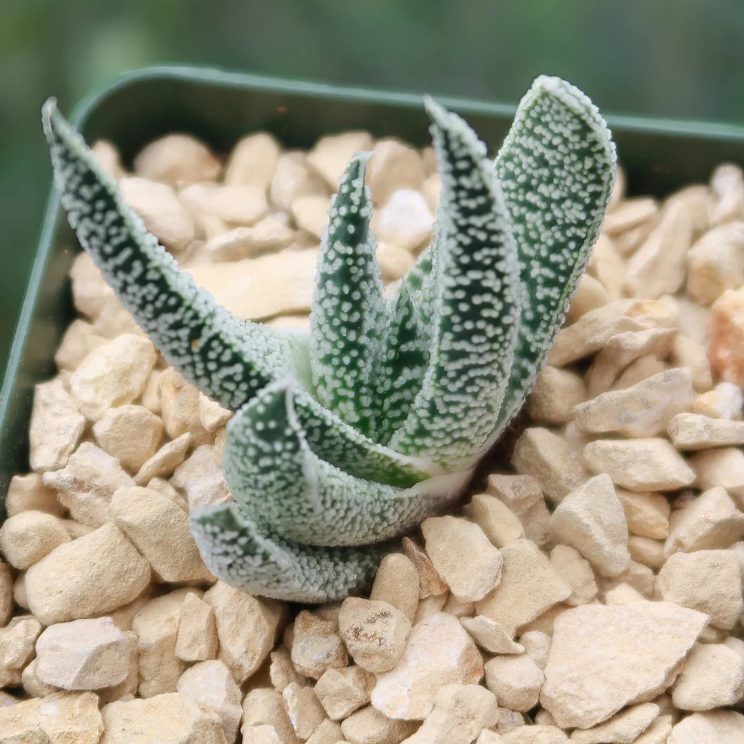 Cow Tongue Cactus Lots of Spots (Gasteria) - Ladybird Nursery