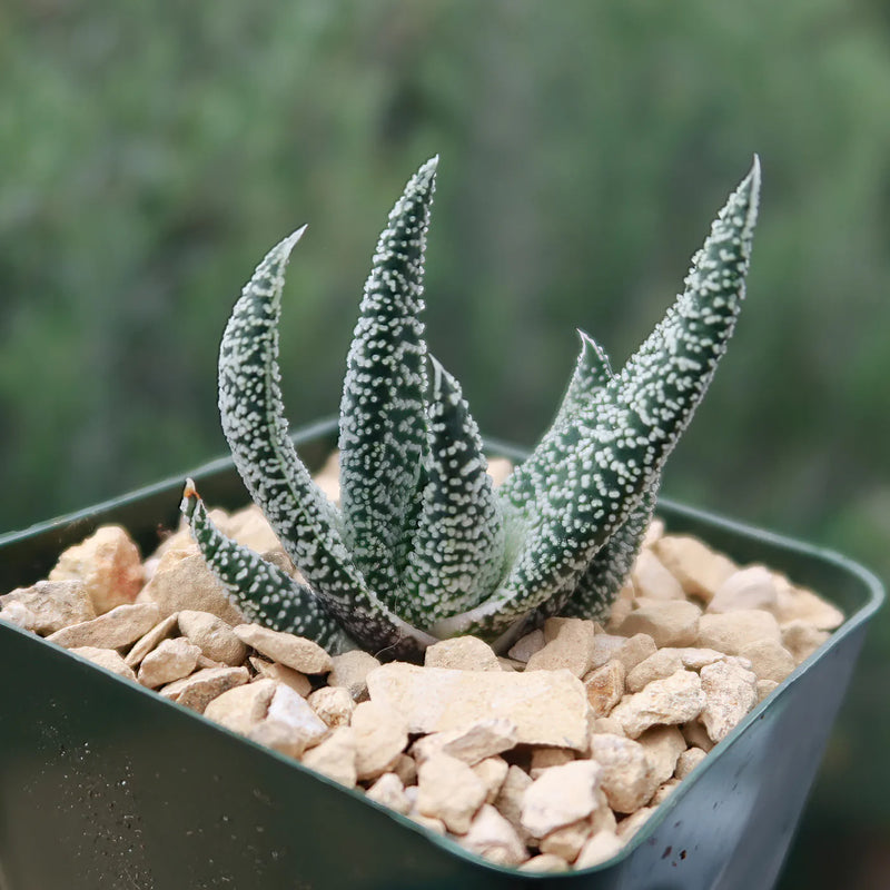Cow Tongue Cosmo Cactus (Gasteraloe)