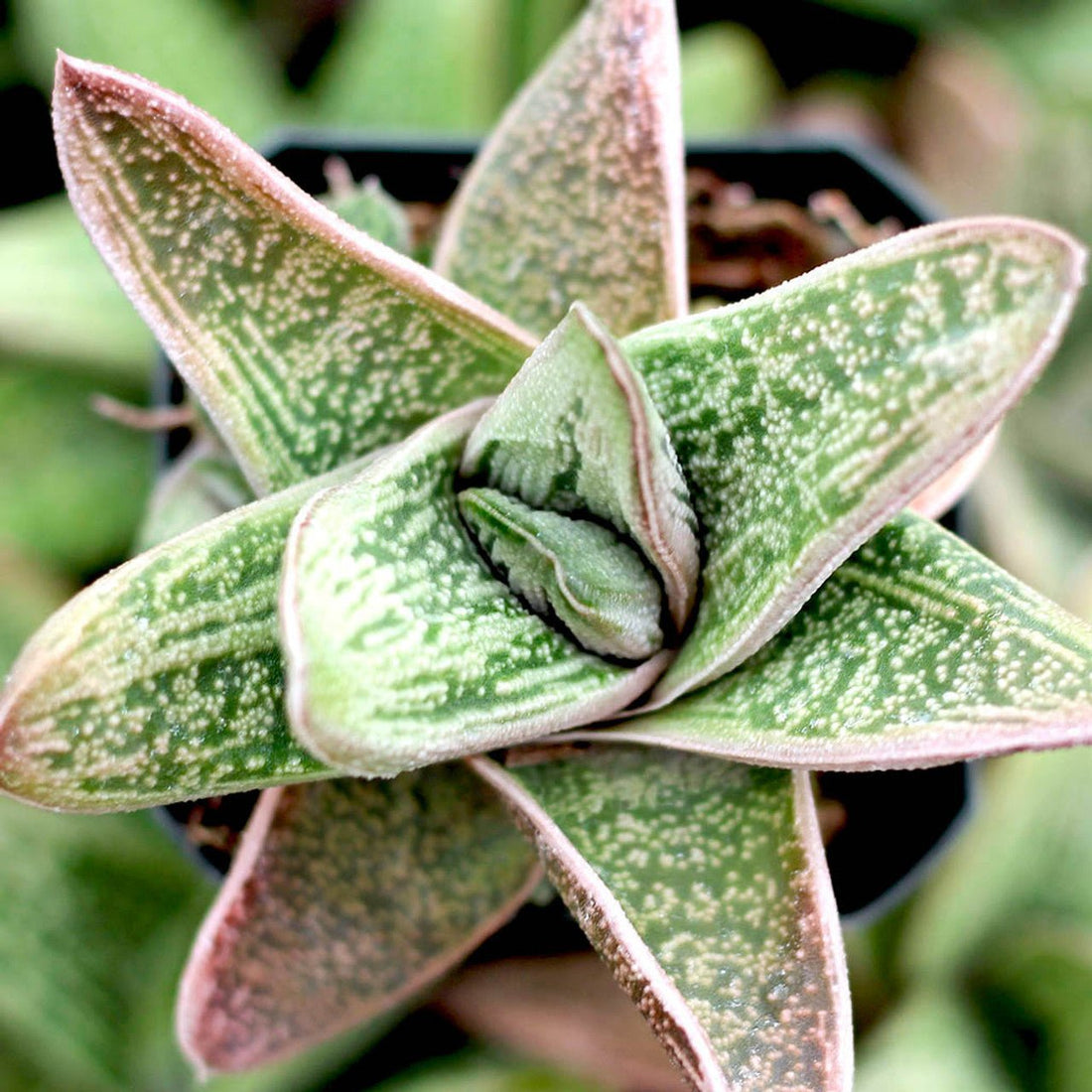 Haworthia Warty (Haworthia little) - Ladybird Nursery