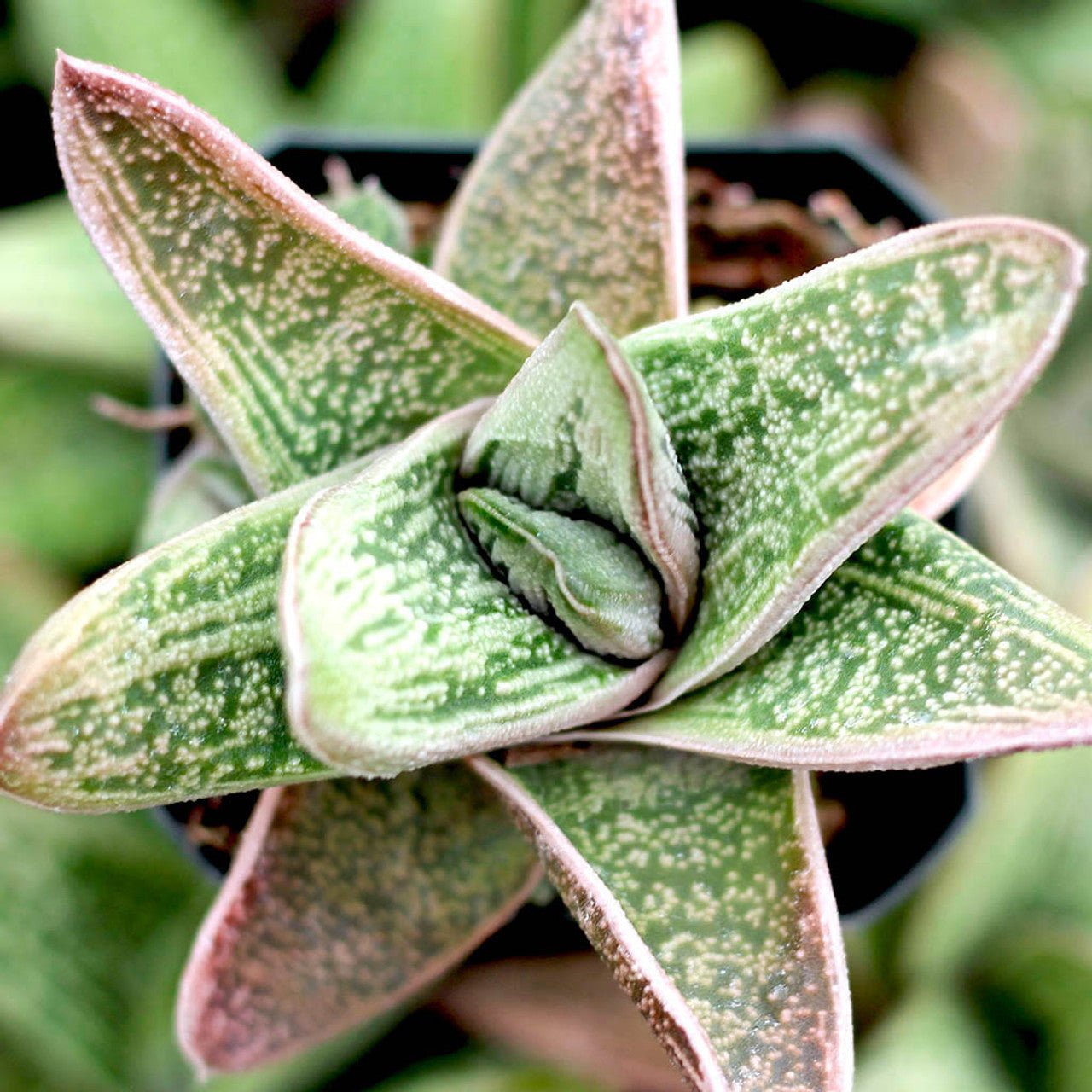 Haworthia Warty (Haworthia little) - Ladybird Nursery