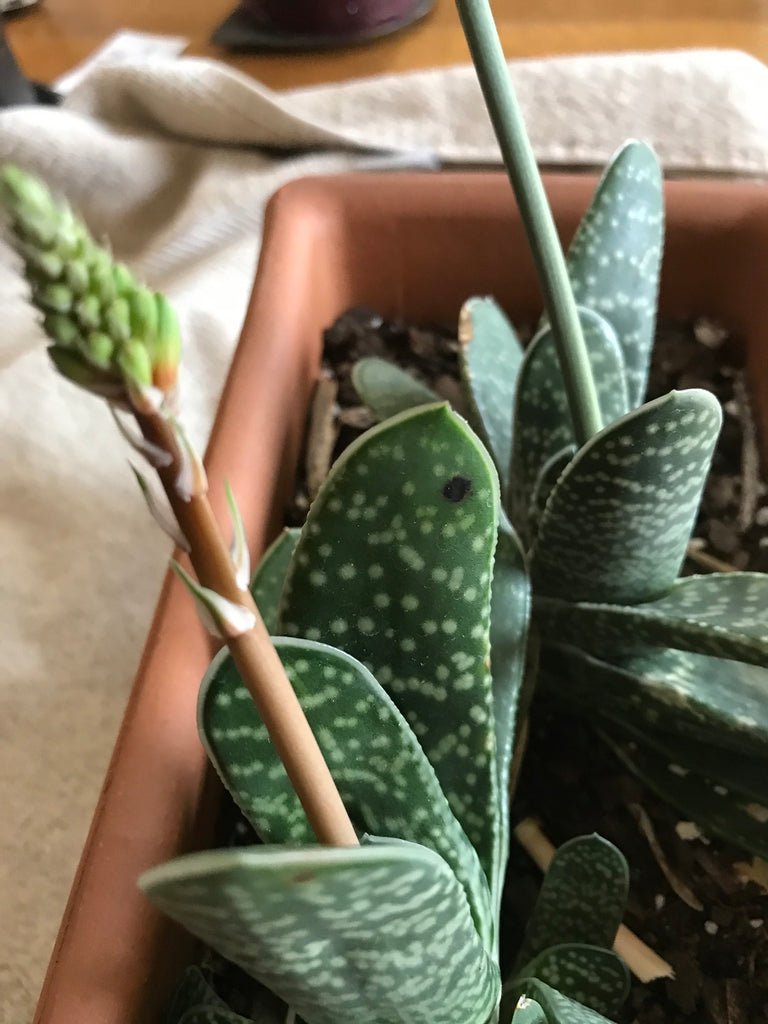 Cow Tongue Cactus (Gasteria variegata) - Ladybird Nursery