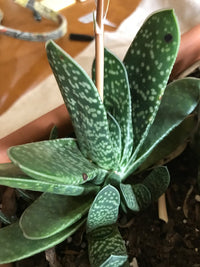 Cow Tongue Cactus (Gasteria variegata)