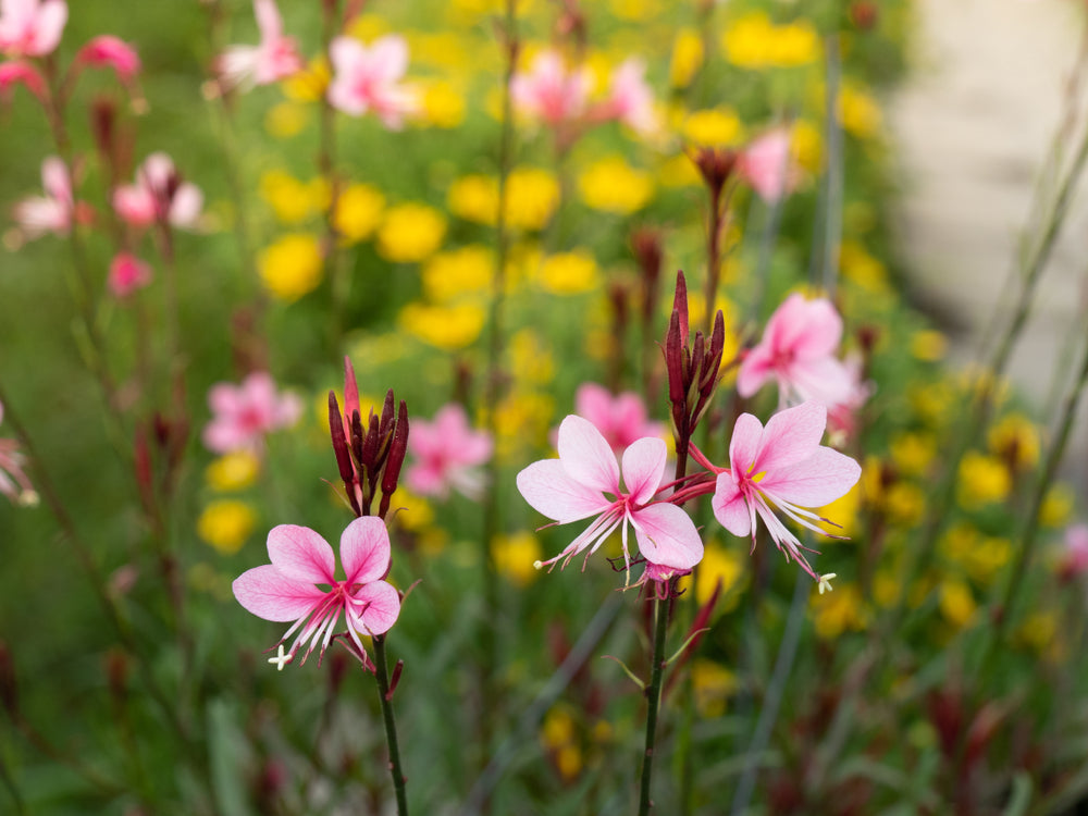 Gaura 'Lillipop Blush' (Gaura lindheimeri)