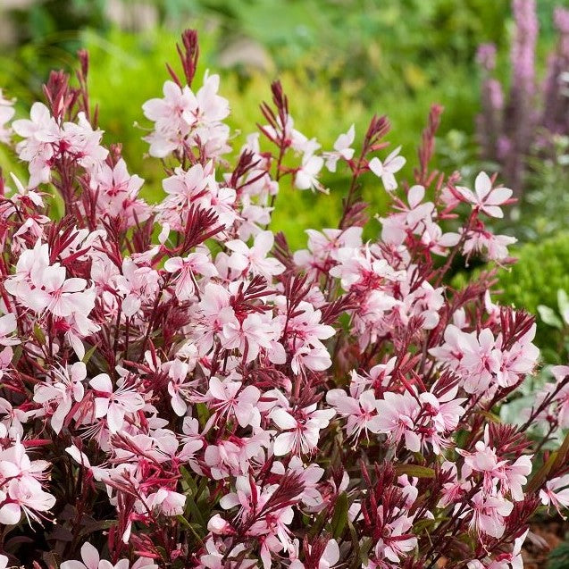 Gaura 'Lillipop Blush' (Gaura lindheimeri)