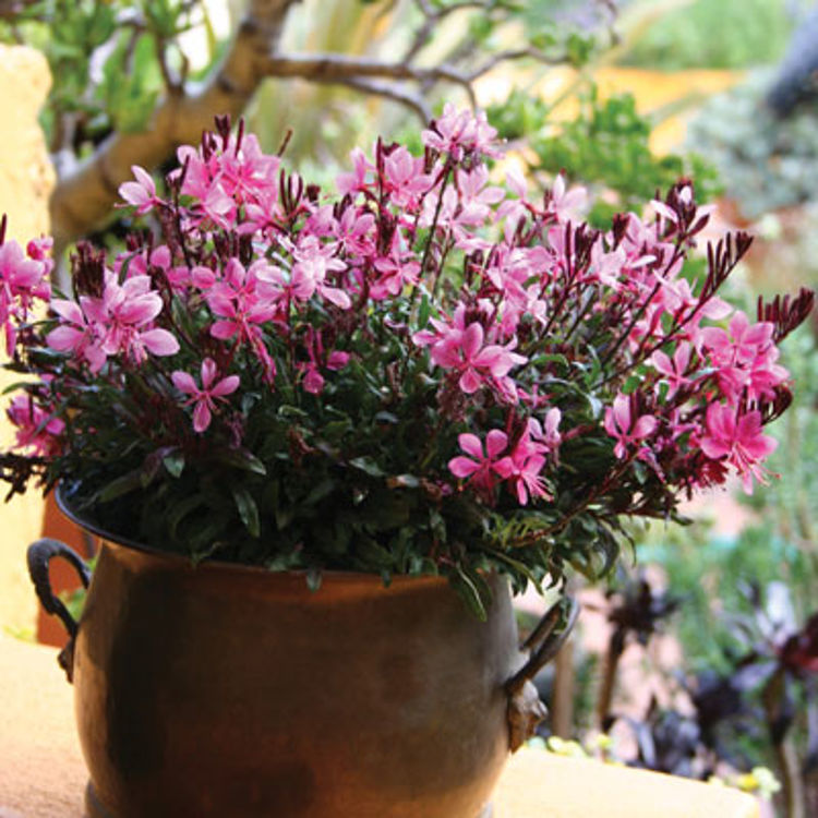 Gaura 'Lillipop Blush' (Gaura lindheimeri)
