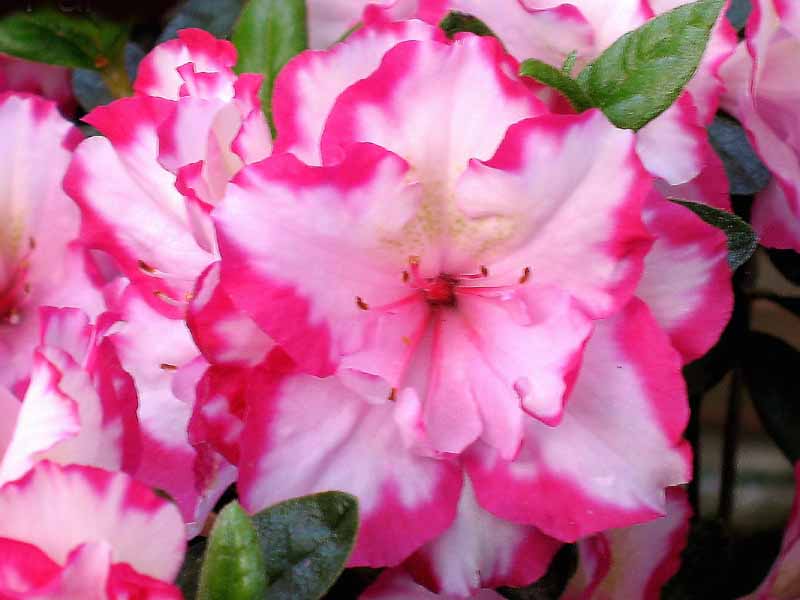 Azalea Gay Paree - Ladybird Nursery