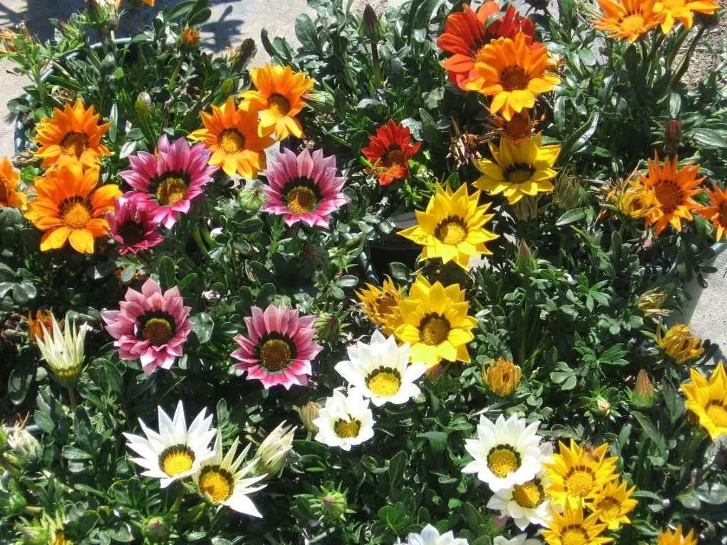 Gazania (Assorted) - Ladybird Nursery