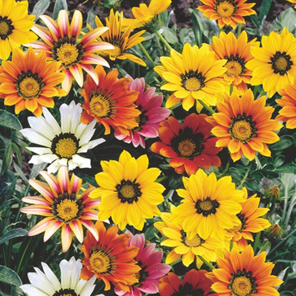 Gazania (Assorted) - Ladybird Nursery