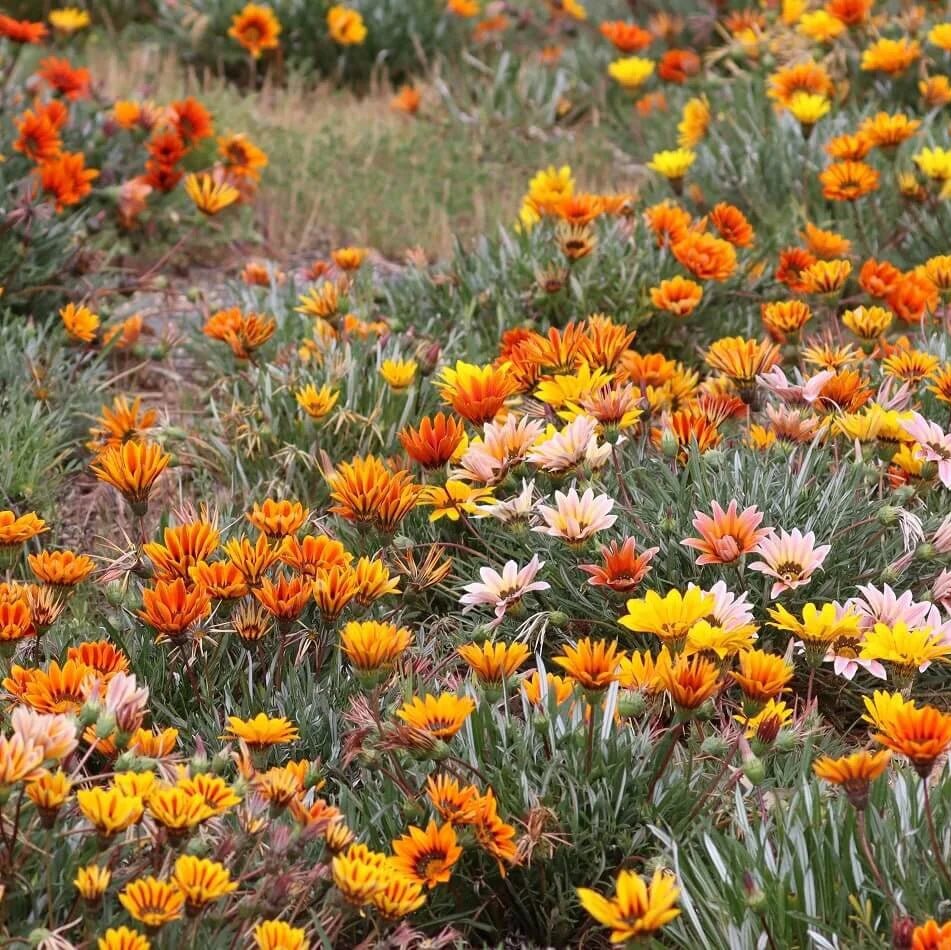 Gazania Silver Leaf Mix - 4cell pot (PICK UP ONLY) - Ladybird Nursery