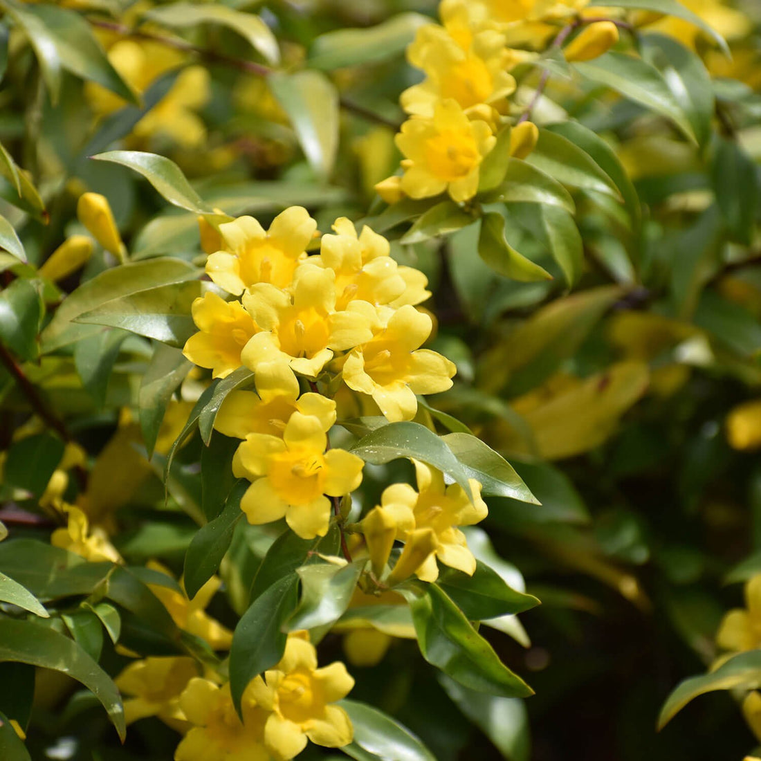 Carolina Jessamine (Gelsemium sempervirens) - Ladybird Nursery