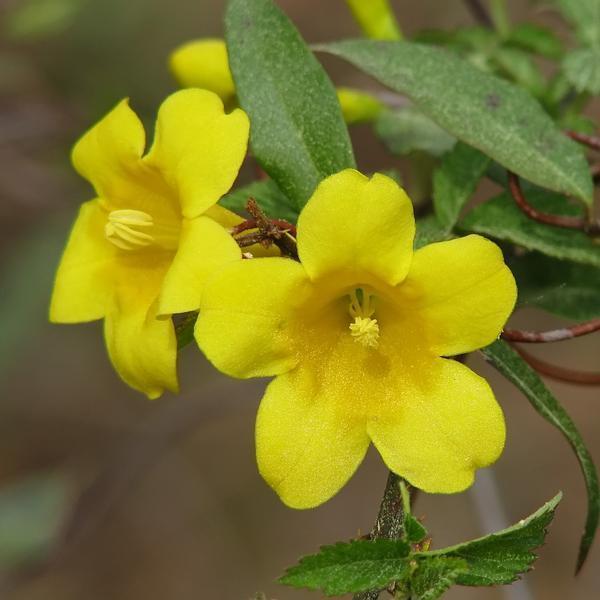 Carolina Jessamine (Gelsemium sempervirens) - Ladybird Nursery