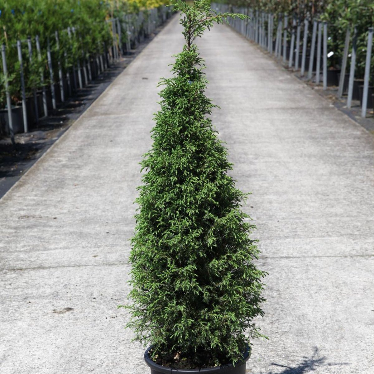 Chinese Juniper Pyramidalis (Juniperus chinensis) - Ladybird Nursery