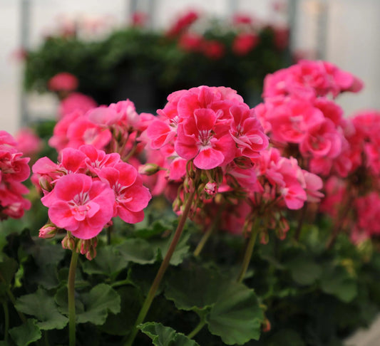 Geranium Tex Mex