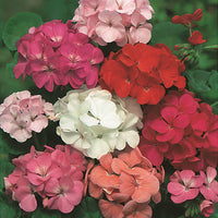 Geranium Bush Red, White & Pink – 4 Cell Pack (PICK UP ONLY)