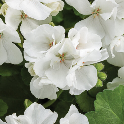 Geranium White