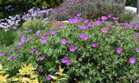 Geranium 'Party Lights Purple'