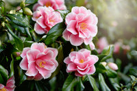 Sasanqua Camellia Rushay (Camellia sasanqua) - Ladybird Nursery