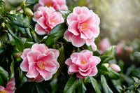 Sasanqua Camellia (Camellia sasanqua)