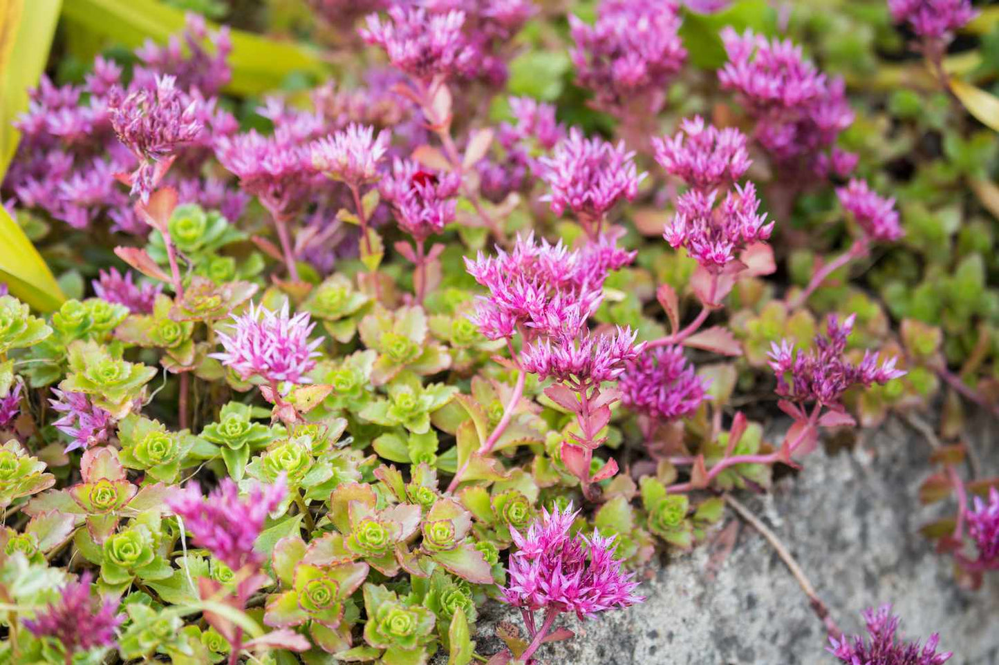 Stonecrop (Sedum spurium)