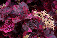 Bloodleaf (Iresine herbstii)