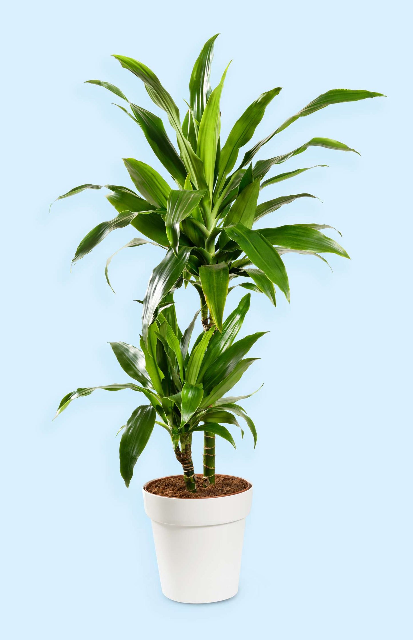 Dracaena Janet Craig (Dracaena deremensis)