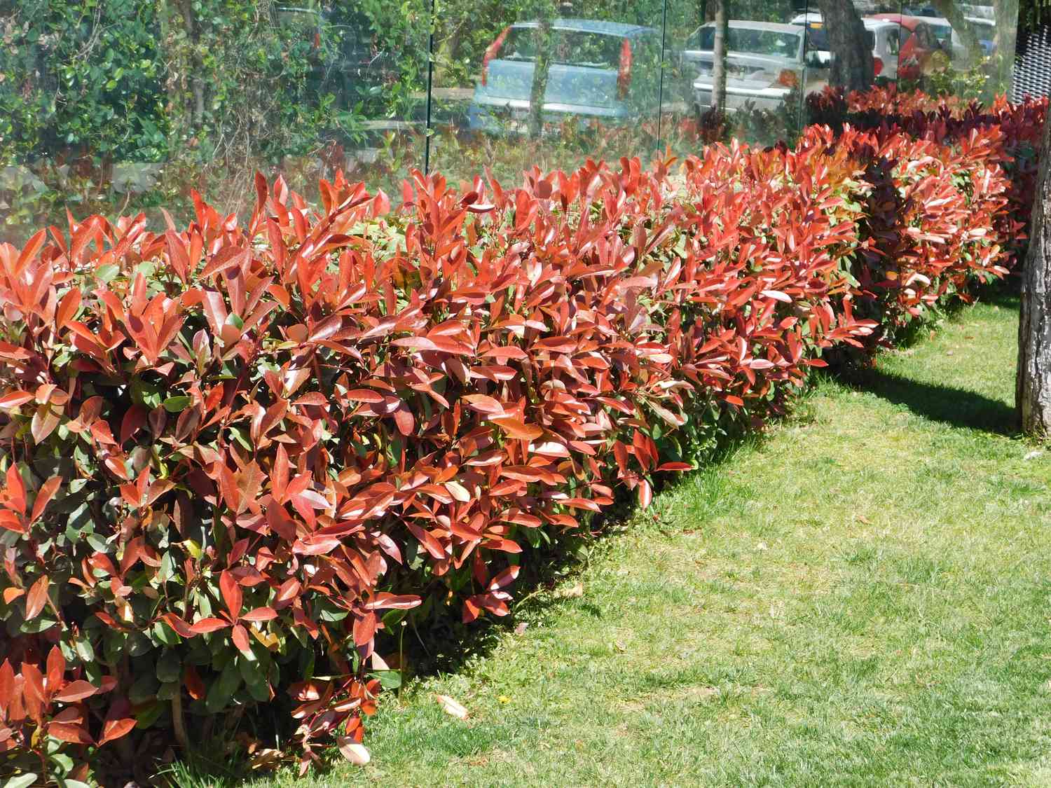 Red Tip Photinia Robin (Photinia fraseri)