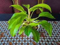 Philodendron Moonlight - Ladybird Nursery
