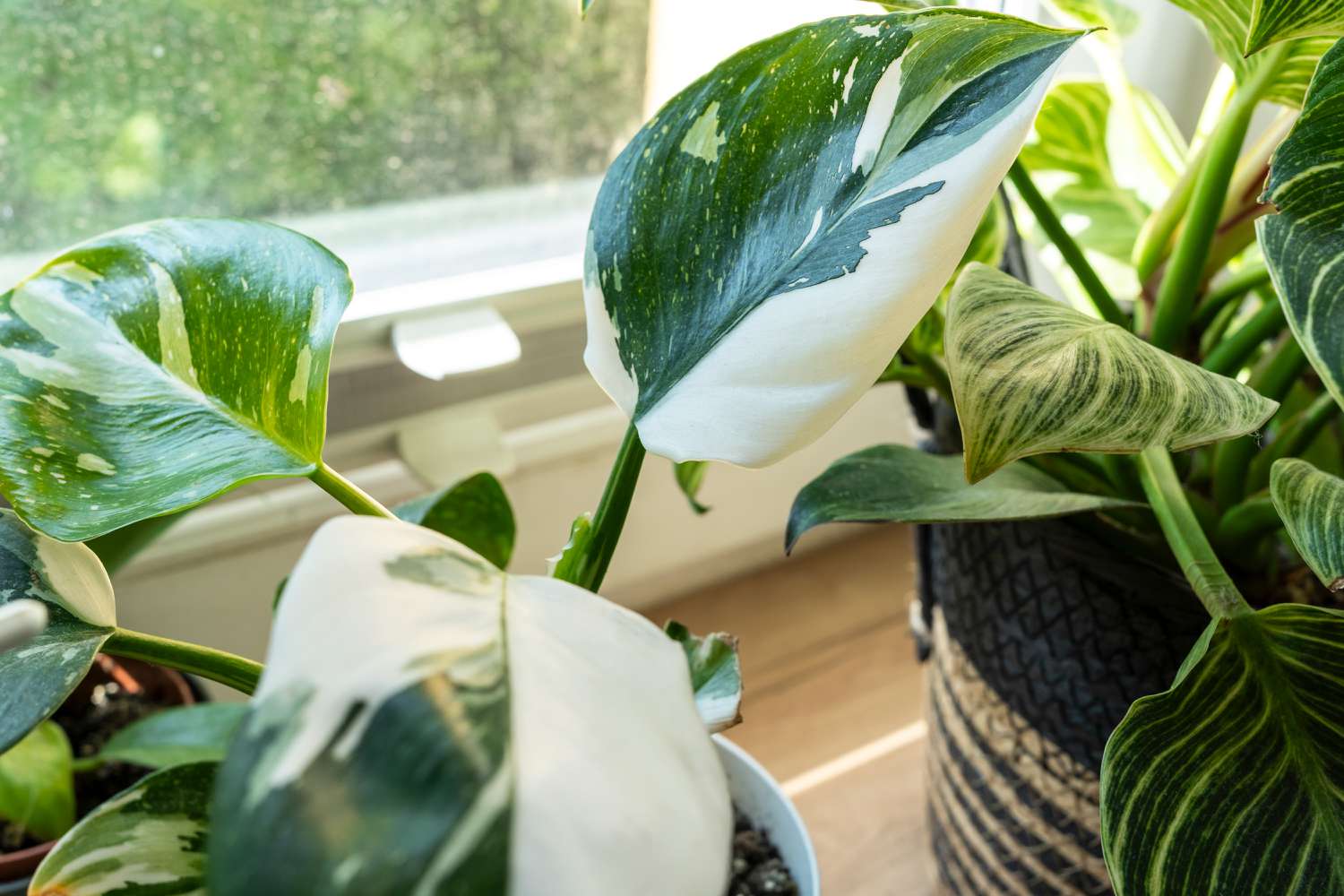 Philodendron 'White Princess' - Ladybird Nursery
