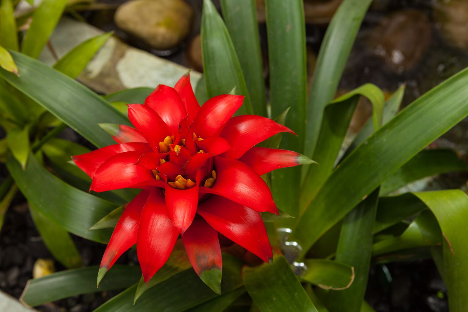 Guzmania spp. Red Bromeliad
