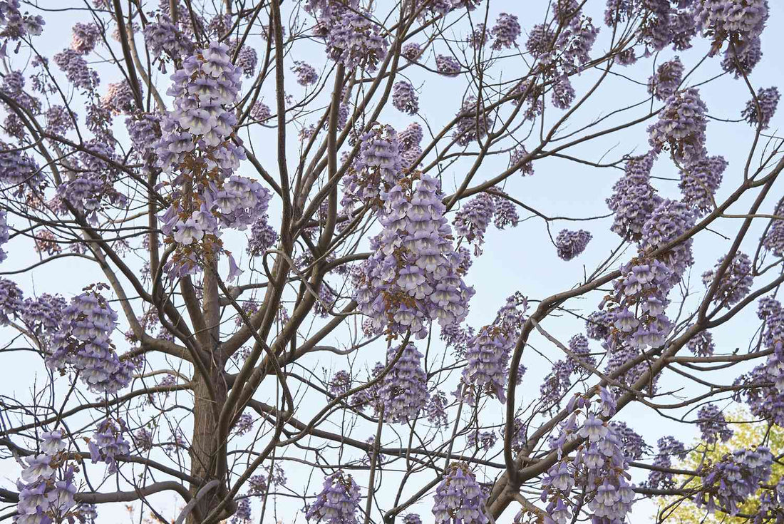 Royal Paulownia (Paulownia tomentosa) - Ladybird Nursery