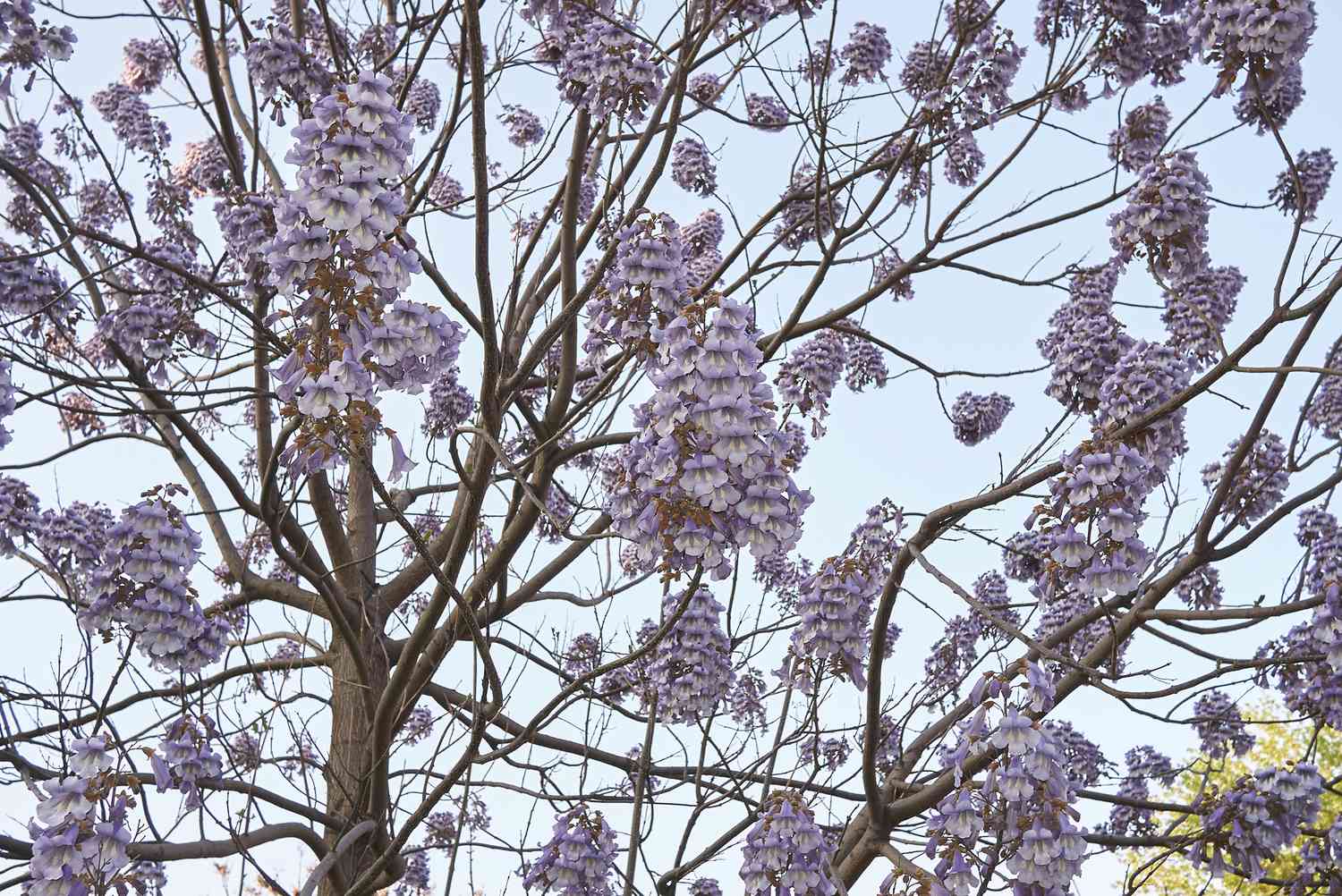 Royal Paulownia (Paulownia tomentosa) - Ladybird Nursery