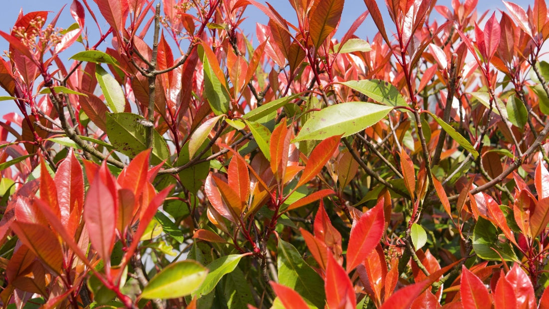 Variegated Photinia (Photinia spp.) - Ladybird Nursery