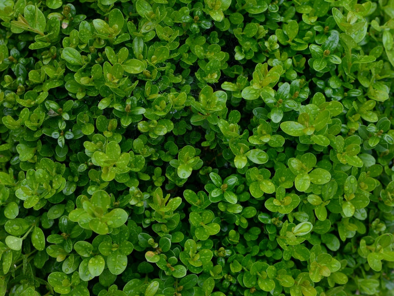 Common Box English (Buxus sempervirens)