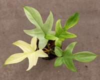 Philodendron Florida Ghost