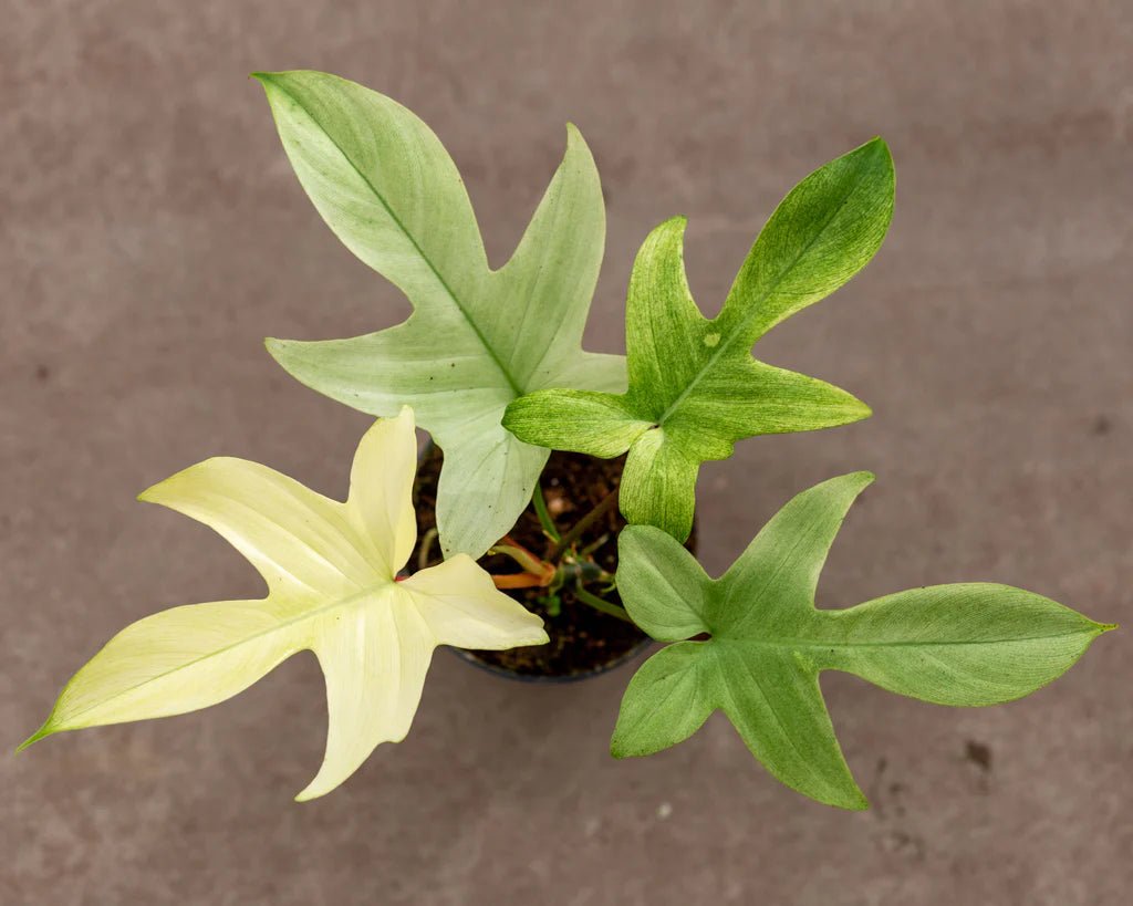Philodendron Florida Ghost - Ladybird Nursery
