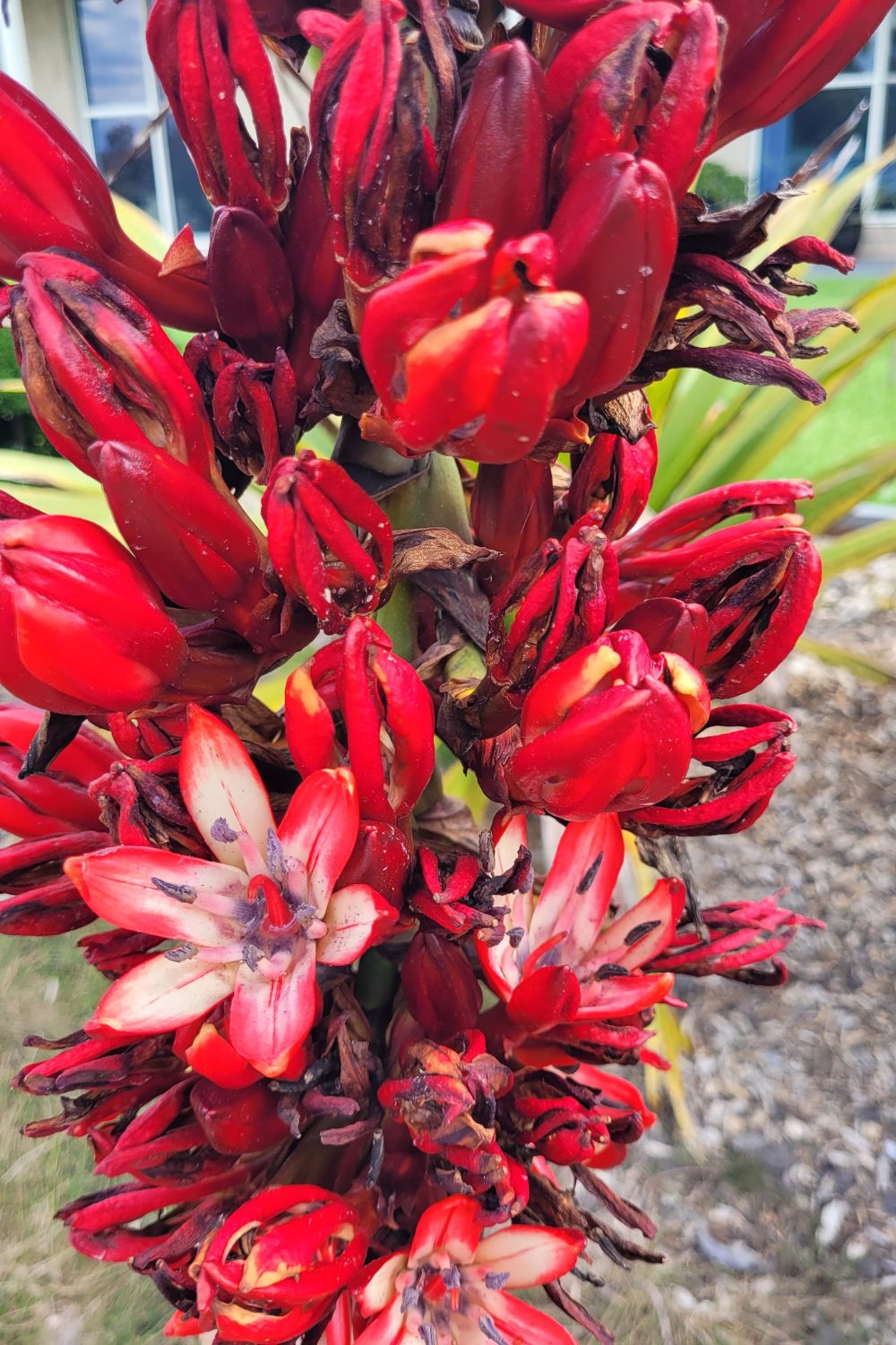 Spear Lily (Doryanthes palmeri) - Ladybird Nursery