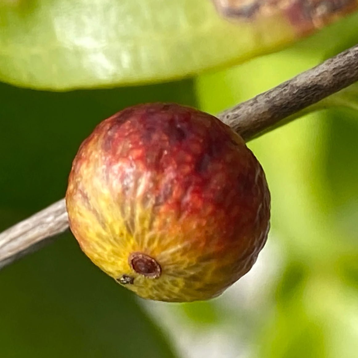 Myrciaria 'Gin & Tonic' - Ladybird Nursery