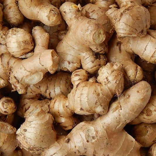 Edible Ginger - Ladybird Nursery