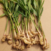 Ginger Canton - Ladybird Nursery