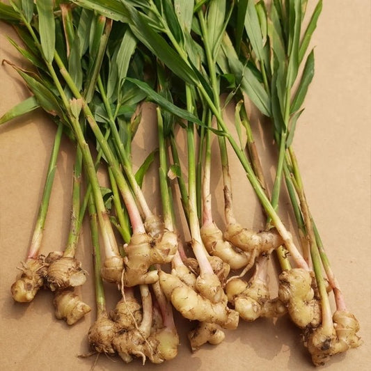 Edible Ginger - Ladybird Nursery
