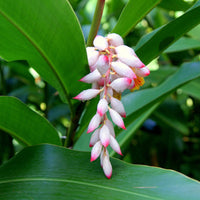 Dwarf Cardamom Ginger Cardomom/Cardamom Leaf (Alpinia nutans)