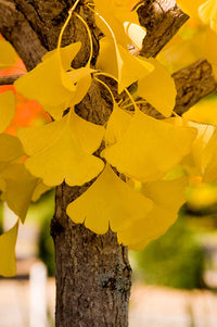 Ginkgo Biloba - Autumn Gold