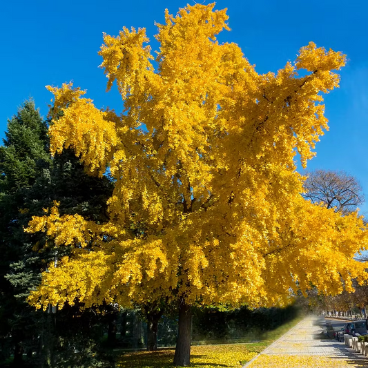 Ginkgo Biloba - Autumn Gold