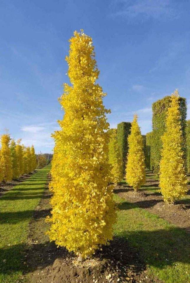 Ginkgo Biloba Lemon Lime Spire Tree