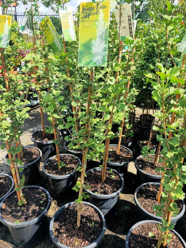 Ginkgo Biloba Lemon Lime Spire Tree - Ladybird Nursery